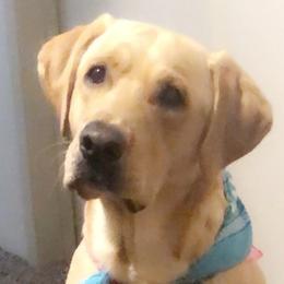 Chip - Labrador Retriever