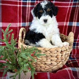 Stella - Tri-color female Bernedoodle puppy in Bremen, Indiana from Farmland Doodles