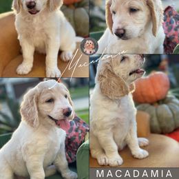 Goldendoodle Puppies from Teddy Grace Doodles