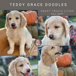 Goldendoodle Puppies from Teddy Grace Doodles