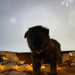 German Shepherd Puppies from Legacy K9’s