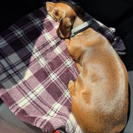 Dachshund puppies from Daschund Pups