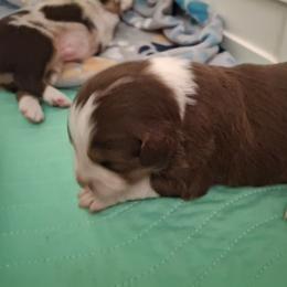 Emma - Red tri female Miniature Australian Shepherd puppy in Copperas Cove, Texas from Aussies Acre