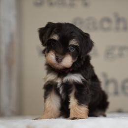 Dolly Parton - Brown female Schnoodle puppy in Caldwell, Idaho from Boise Doodle Co.