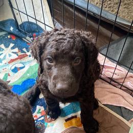 Curly-Coated Retriever Puppies from Betacoil Curly Coated Retrievers