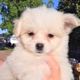 Dirks - White male Shihpoo puppy in Wagner, South Dakota from Lisas Pomeranians