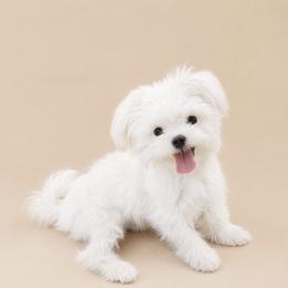 Maltese and Yorkshire Terrier Puppies from Maltese Dollhouse