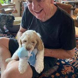 Cavapoo Puppies from SunnySide Mini Doodles