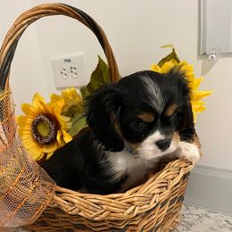 Chandler - Tri-color male Cavalier King Charles Spaniel puppy in St. George, Maine from Cloud Nine Cavaliers