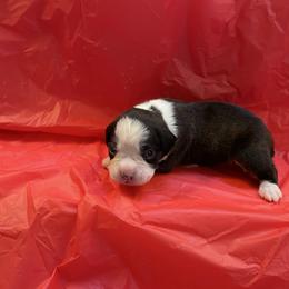 George Straight - Brindle male Boxer puppy in Willard, North Carolina from Boone’s Boxers of North Carolina
