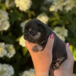 Hershey - Tricolors male French Bulldog puppy in New Hampton, New Hampshire from Kismet French Bulldogs