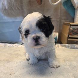May - Black and white female Shihpoo puppy in Mesa, Arizona from House of Zen Shihtzus