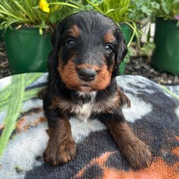 Bernedoodle Puppies from East Coast Bernedoodles