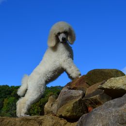 Poodle Puppies from D and D Standard Poodles