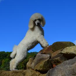 Poodle Puppies from D and D Standard Poodles