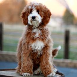 Gypsy - Bernedoodle