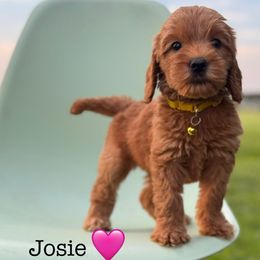 Girl 2 - Red female Australian Labradoodle puppy in Waco, Texas from RainPuddle's Labradoodles