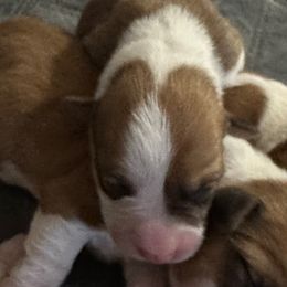 Kipp - Red male Pembroke Welsh Corgi puppy in Brashear, Texas from Sherwood Acres Pembrokes