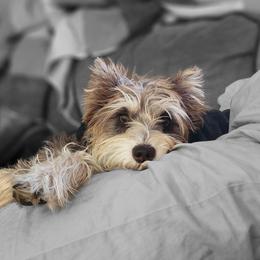 Miniature Schnauzers from Jentz Family Schnauzers
