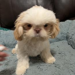 Phoebe - Gold and white female Shih Tzu puppy in Manahawkin, New Jersey from Lilly’s Seashore Shih Tzus