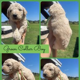 Boy 3 - Cream male Goldendoodle puppy in Cullman, Alabama from Sunflower Doodles