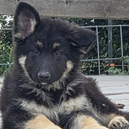 Aston Martin - Green girl - Black and beige female Shiloh Shepherd puppy in Charlo, Montana from IdleWilde Shilohs