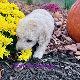 Aussiedoodle Puppies from Crabtree Farm Doodles