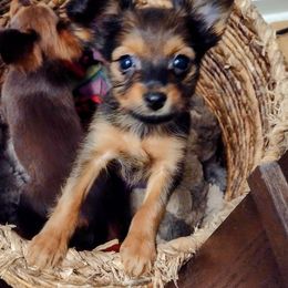 Akita, Russian Toy, and Whippet Puppies from Crossway Akitas, Whippets, & Russian Toys