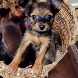 Akita, Russian Toy, and Whippet Puppies from Crossway Akitas, Whippets, & Russian Toys