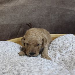 “Boy” Joffrey “brown collar - Poodle puppy in Hazard, Kentucky from Suited N Booted Standards