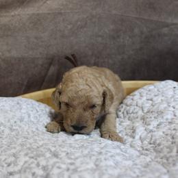 “Boy” Joffrey “brown collar - Poodle puppy in Hazard, Kentucky from Suited N Booted Standards