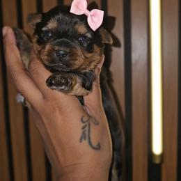 Kori - Black and tan female Yorkshire Terrier puppy in North Chesterfield, Virginia from YorkieLover