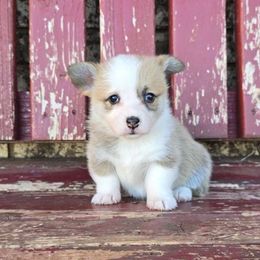 Martha - Red female Pembroke Welsh Corgi puppy in Anton, Texas from X Bar's Lil Legs of Texas