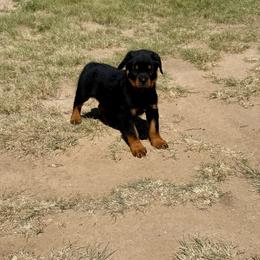 Meeka - Black and mahogany female Rottweiler puppy in Parker, Colorado from Denver Rotties
