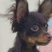 Purple collar boy - Russian Toy puppy from Chenier Russian toys