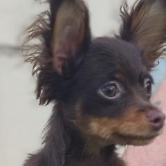 Purple collar boy - Russian Toy puppy from Chenier Russian toys