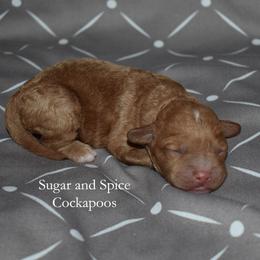 Girl 1 - Red female Cockapoo puppy in Hopkins, South Carolina from Sugar and Spice Cockapoos