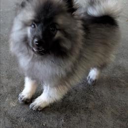 Blue - Black and silver male Keeshond puppy in Fayetteville, Tennessee from Erbekees-Keeshonden