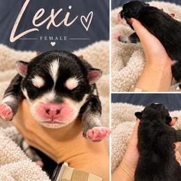 Lexi - Black and white female Pomsky puppy in Philadelphia, Missouri from Mississippi River Pomskies