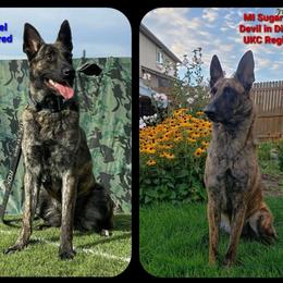 Dutch Shepherds from TDChase K9s
