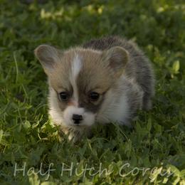 Sweet Pie - White and red female Pembroke Welsh Corgi puppy in Williams, California from Half Hitch Corgis