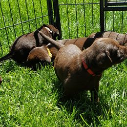 Labrador Retriever Puppies from Rick's Retrievers
