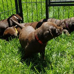 Labrador Retriever Puppies from Rick's Retrievers