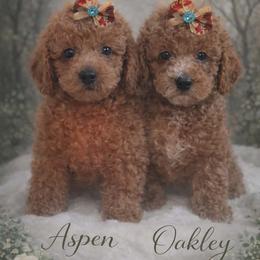 Cavapoo puppies from Oregon Poodle Oodle Doodles