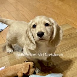 Boy - Cream male Dachshund puppy in Lakeland, Florida from Ruthie’s Rich Mini Dachshunds
