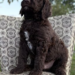Ross - Chocolate male Goldendoodle puppy in Berwick, Pennsylvania from Wright’s Wiggle Butts