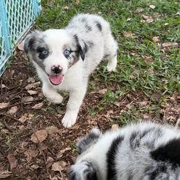 Boy 1 - Blue merle male Australian Shepherd puppy in Lakeland, Florida from Infinite Aussies