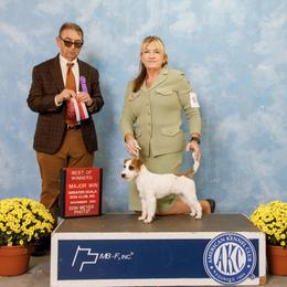 Reagan - Russell Terrier