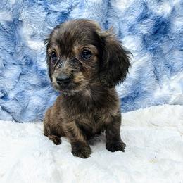 Rocky PET ONLY - Brindle male Dachshund puppy in Onalaska, Texas from Smokey Pines Dachshunds