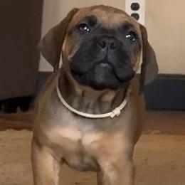 White collar female - Fawn female Boerboel puppy in Bon Aqua, Tennessee from Erickson Ranch Boerboels